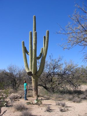John, staring up at a saguaro cactus.