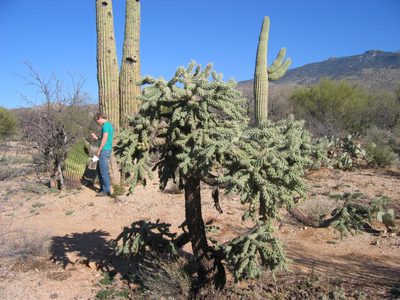 John inspecting the fruit of a barrel cactus.