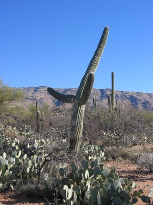The "praise the lord" saguaro.