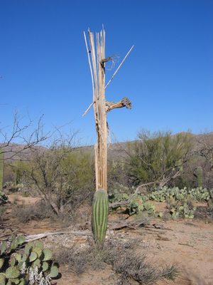 Saguaro skeleton.