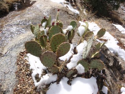 Prickly pear cactus covered in snow.