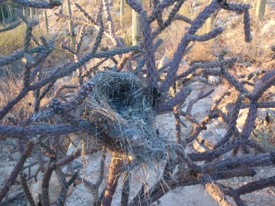 Aww! A bird's nest. Abandoned it would seem.