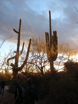 I really enjoyed the way the needles on the saguaros...