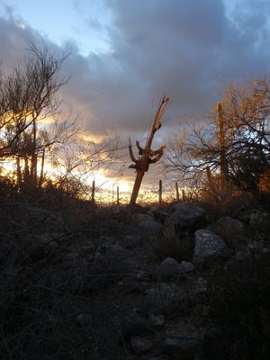 Ghost saguaro.