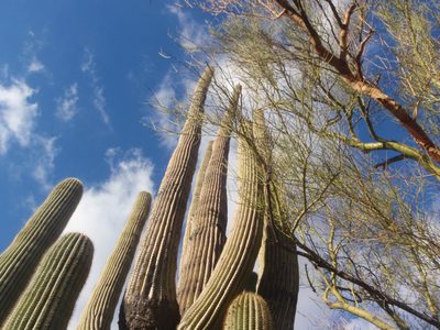 A large Saguaro and palo verde. In Sabino Canyon. Sadly...