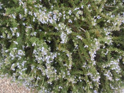 Rosemary covered in bees (and flowers).