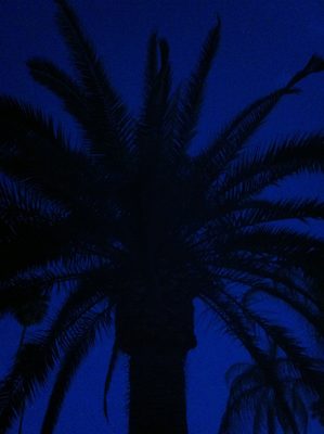 Palm tree at (the other) John's house.