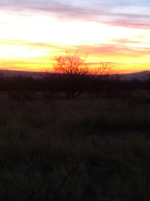 Tree + sunset.