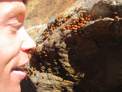 Ben spots a Lady Bug colony.
