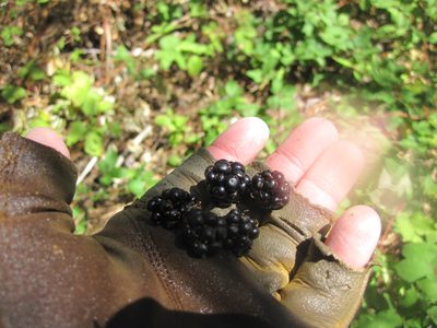 Mmmm.... delicious wild blackberries.