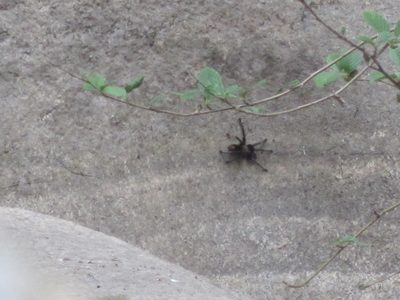 Big fat tarantula!