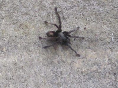 Zoomed in shot of Mr. Tarantula.