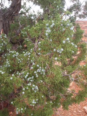 Juniper berries! This is what they flavor gin with. I...