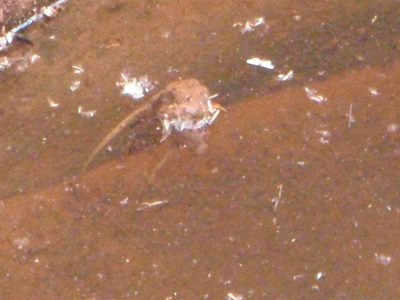 I think that was a mouse. I like canyons with flowing...
