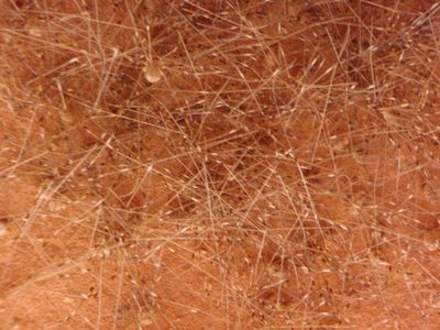 Close-up of Harvest Man spider ball.