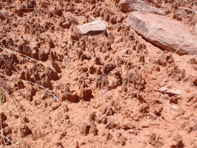 Close up of cryptobiotic soil.