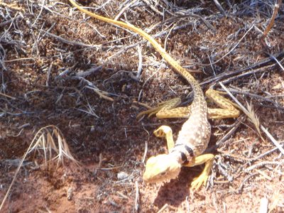 Very pretty markings on this lizard - reminded me of an...