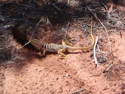 One more shot of the lizard. Maybe he was a Great Basin...