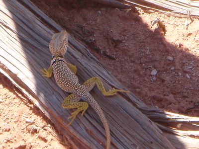Same species for sure. Maybe a 1/4 mile down the trail...