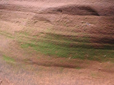 Bright green moss growing directly on the sandstone canyon wall.