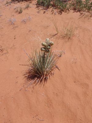 More of those mystery fruit agave plants that have red...