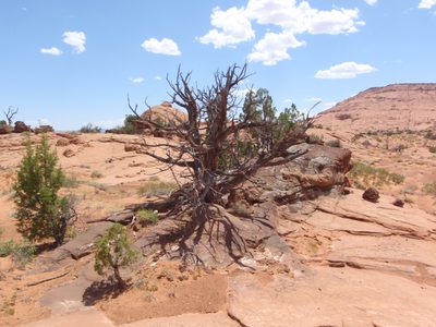 Cool looking burnt out tree.