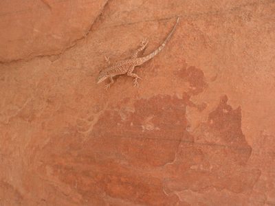 A lizard!