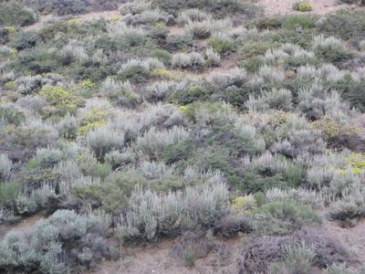 Sagebrush near our campsite.