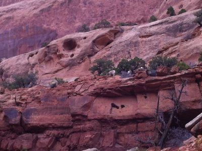 Big horn sheep! We saw a herd of at least 20.
