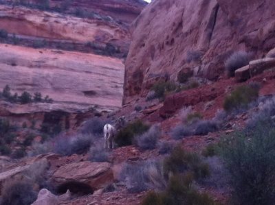 Closer shot of a big horn sheep.