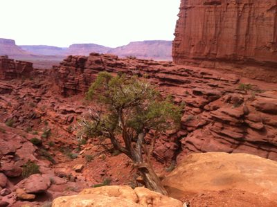 Tree clinging to a few rocks to survive.
