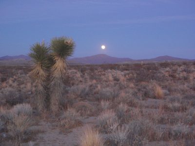 Joshua tree by rising moonlight.  Spotted just after...