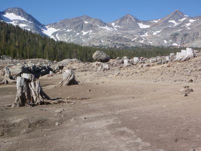 Big tree stumps everywhere.  I wonder how big some of...