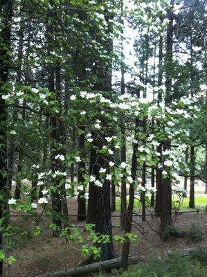 Dogwood trees were in bloom.