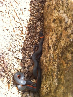 Ringneck snake at the base of the climbing routes.