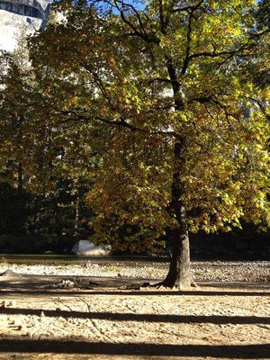 Fall colors come to Yosemite Valley.