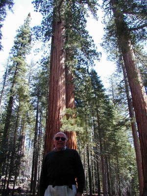 Dad in front of some big trees at Wawona Grove of Giant Sequoias.