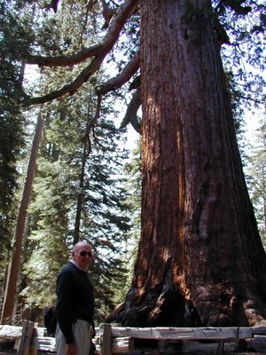 Dad in front of one of the really big trees in Wawona. ...