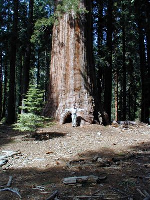 Dad in front of a big tree.