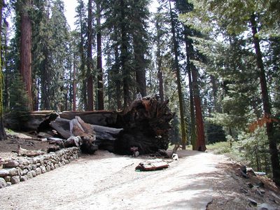 John on top of Fallen Tunnel Tree.