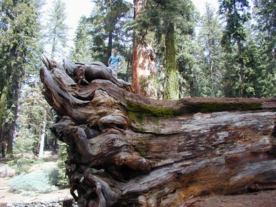 John on top of Fallen Tunnel Tree.