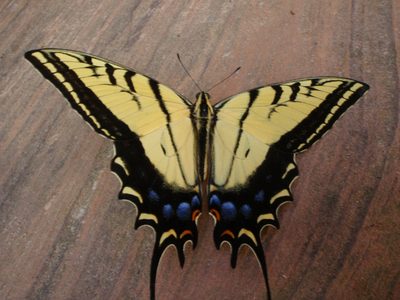 Close-up of aforementioned butterfly in Keyhole Canyon.