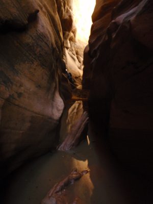 a log floating in the brown water of Pine Creek Canyon.