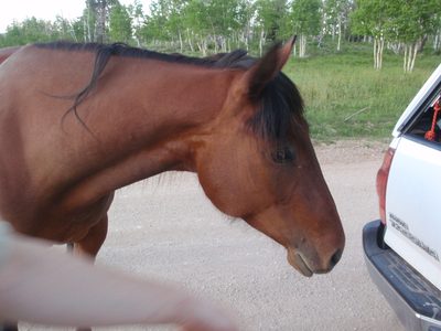 Mr. Ed wonders if he can help us change a tire.