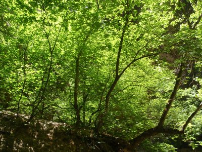 Some deciduous trees in a sunny patch of canyon.