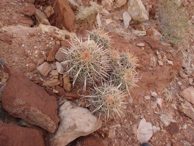 Cacti like this one were everywhere.  I picked the wrong...