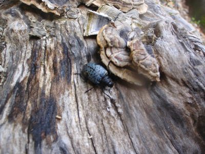 Some really cool scarab looking beetle.