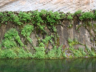 Another shot of a hanging garden in West Clear Creek.