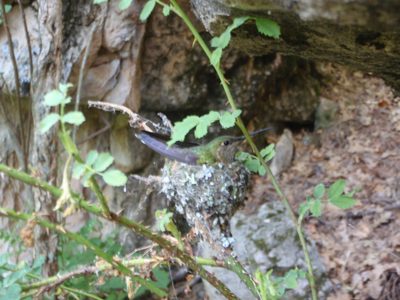 Another shot of mommy hummingbird.  I assume she did not...