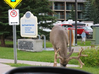 An elk ignores the "no parking" restriction in down town Banff.